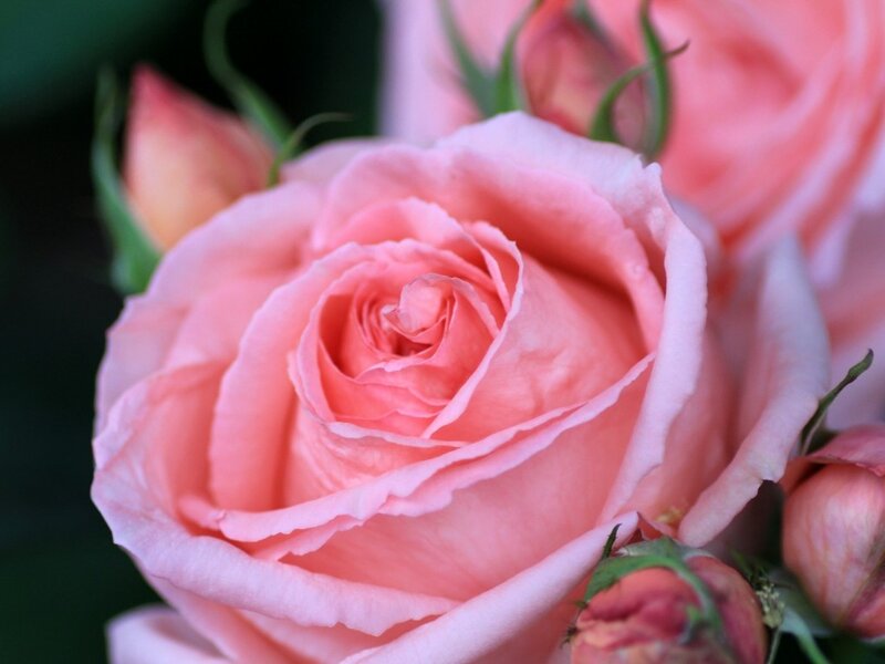 Pink Rose in Bloom — Calm, Photograph, Buds, Leaves, Petals