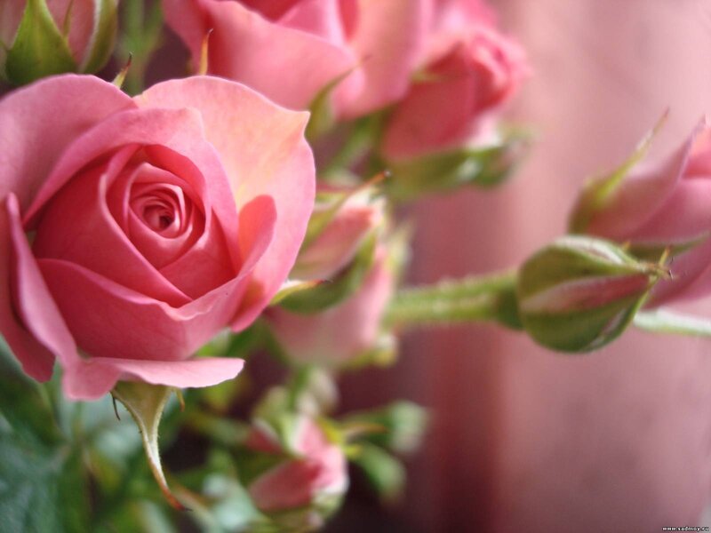 Pink Rose in Bloom — Calm, Photograph, Buds