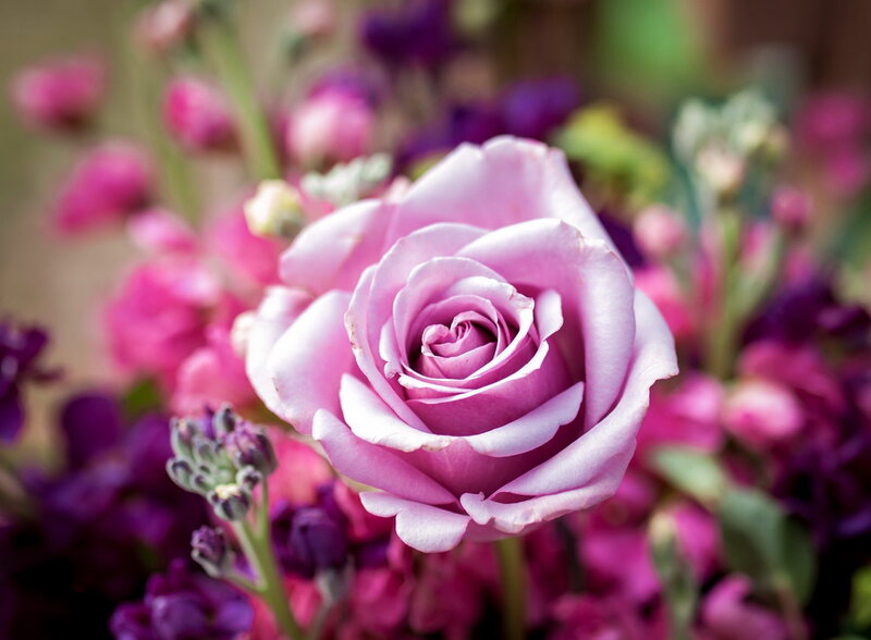 Pink Rose in Bloom — Calm, Photograph, Flower, Bud