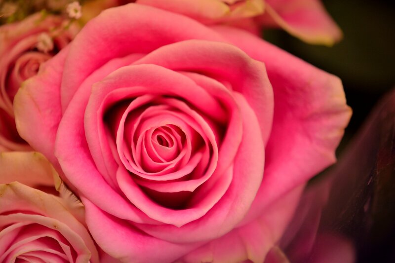 Pink Rose in Bloom — Calm, Photograph, Flower