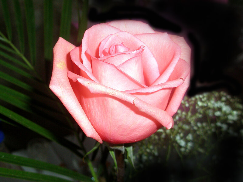 Pink Rose in Bloom — Calm, Photograph, Green Leaves, Baby's Breath