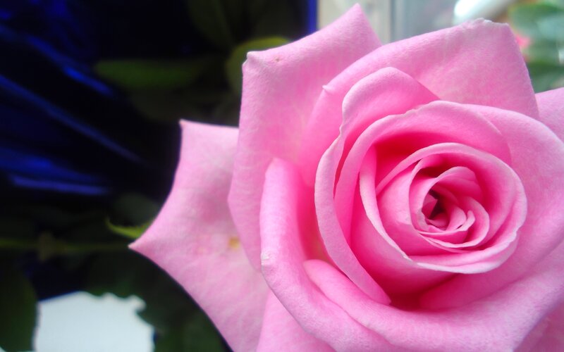 Pink Rose in Bloom — Calm, Photograph, Green Leaves, Blue Background