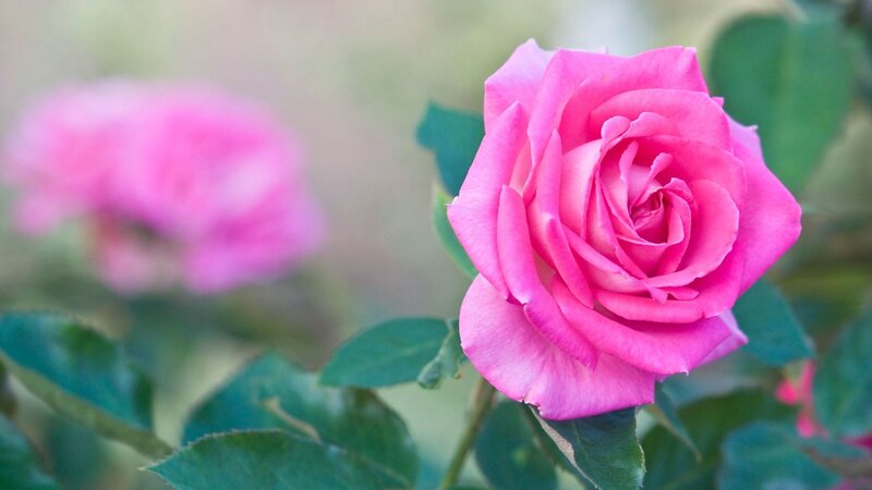 Pink Rose in Bloom — Calm, Photograph, Green Leaves, Blurred Background