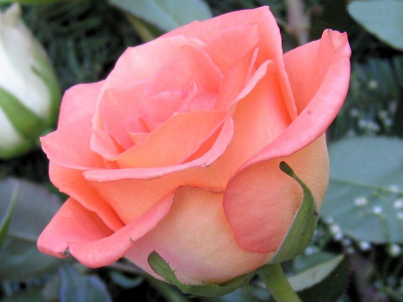 Pink Rose in Bloom — Calm, Photograph, Green Leaves, Bud