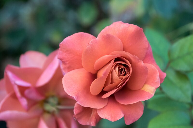 Pink Rose in Bloom — Calm, Photograph, Green Leaves, Flower