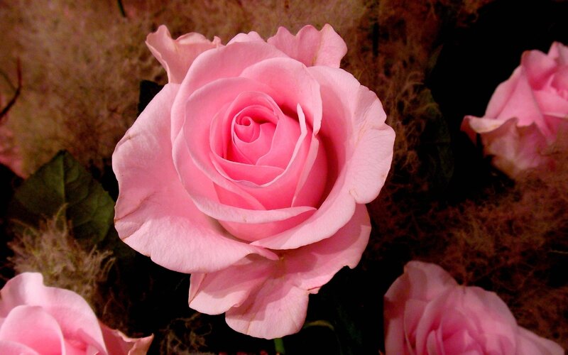Pink Rose in Bloom — Calm, Photograph, Leaves