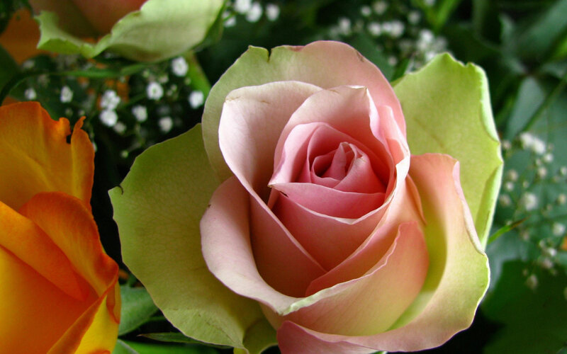 Pink Rose in Bloom — Calm, Photograph, Orange Rose