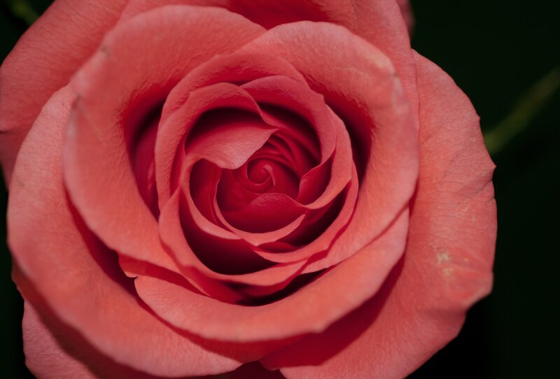 Pink Rose in Bloom — Calm, Photograph, Petals, Dark Background