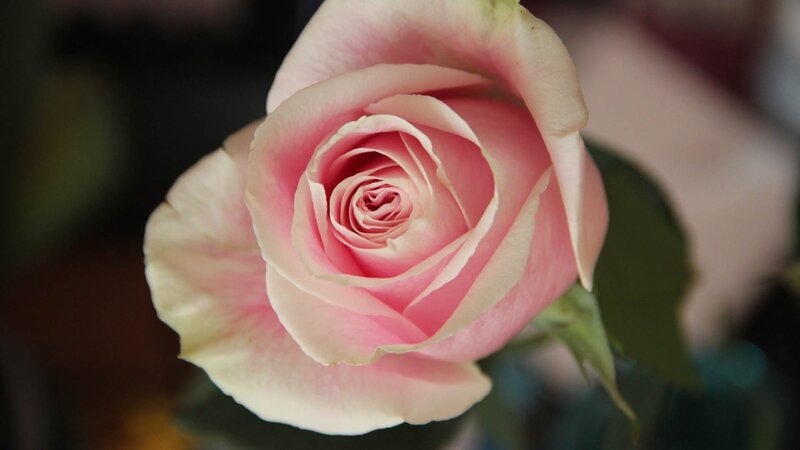 Pink Rose in Bloom — Calm, Photograph, Petals, Leaf