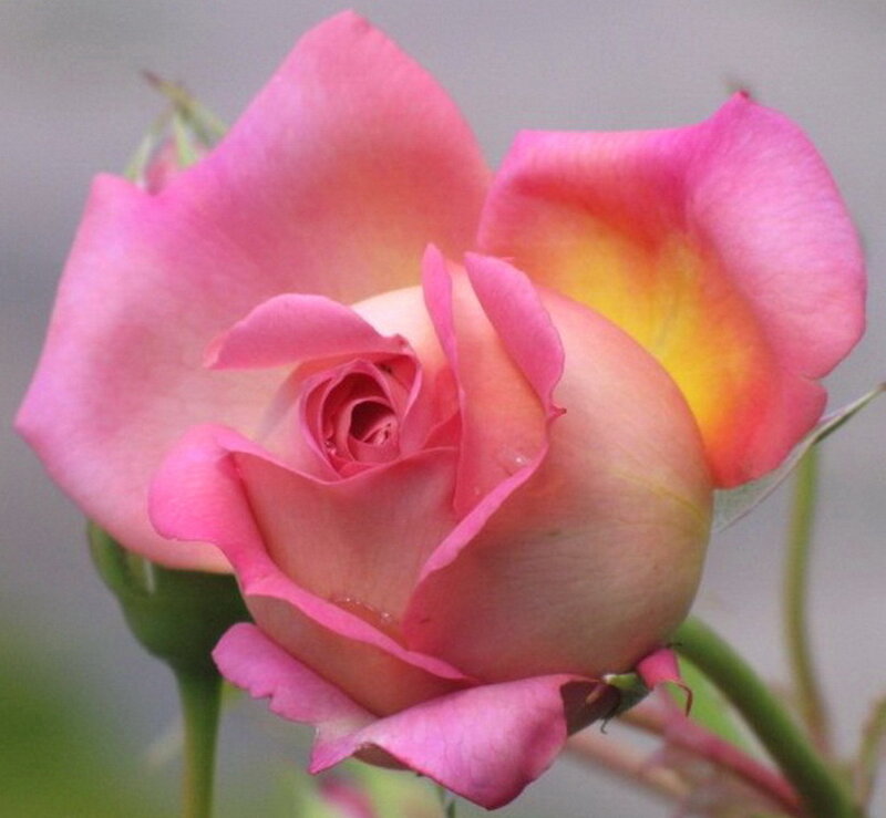 Pink Rose in Bloom — Calm, Photograph, Petals
