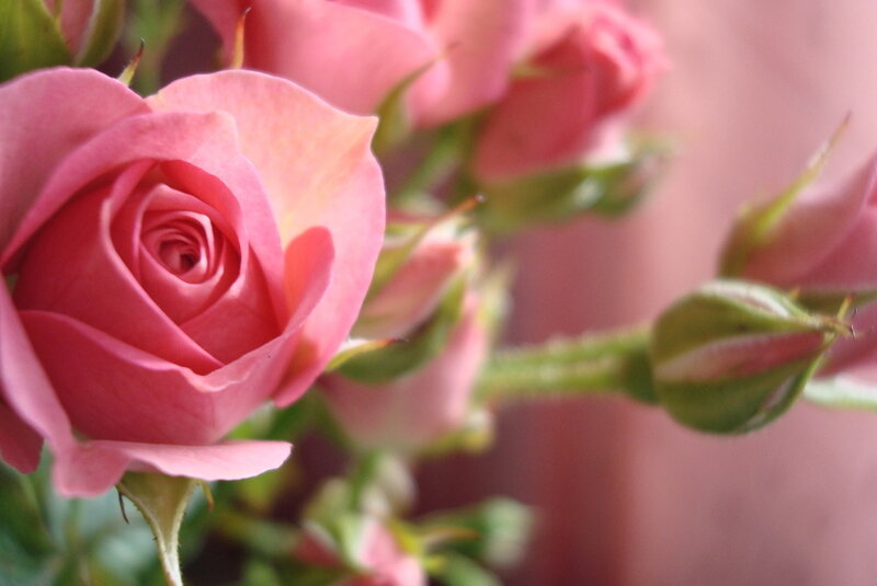 Pink Rose in Bloom — Calm, Photograph, Rosebud, Stem
