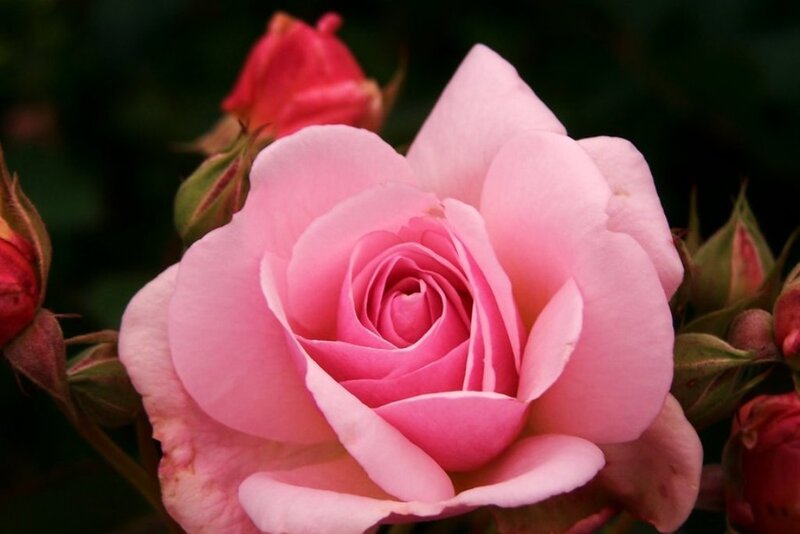 Pink Rose in Bloom — Calm, Photograph, Rosebud