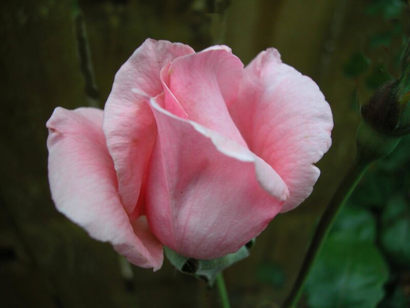 Pink Rose in Bloom — Calm, Photograph