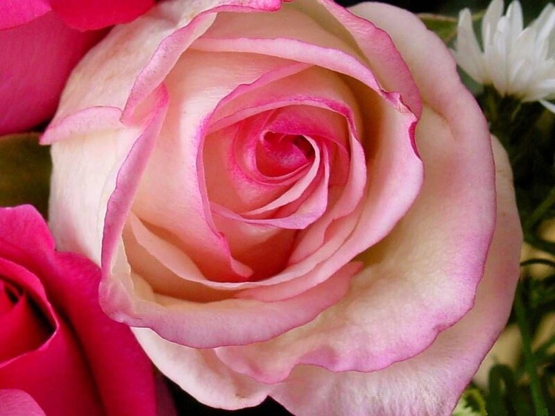 Pink Rose in Bloom — Calm, Photograph, White Flower