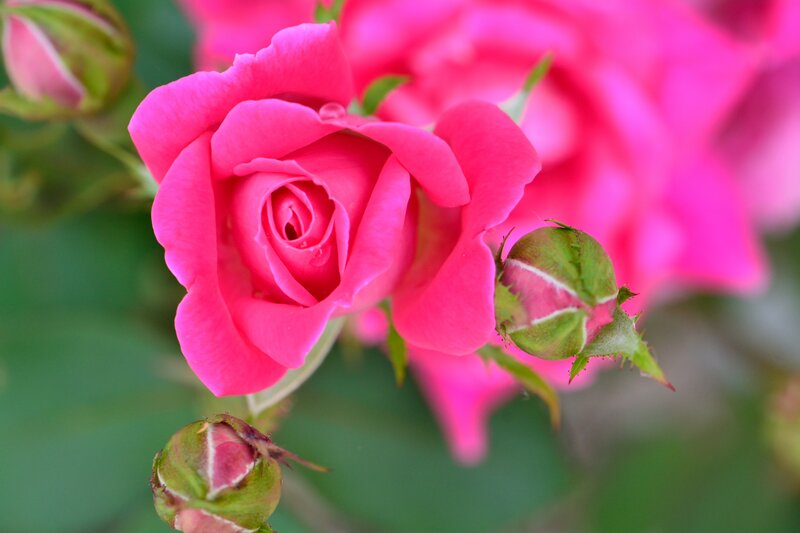 Pink Rose in Bloom — Calm, Spring, Photograph, Bud, Green Leaves