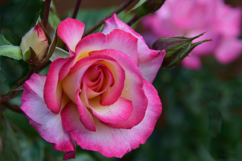 Pink Rose in Bloom — Calm, Spring, Photograph, Bud, Leaf
