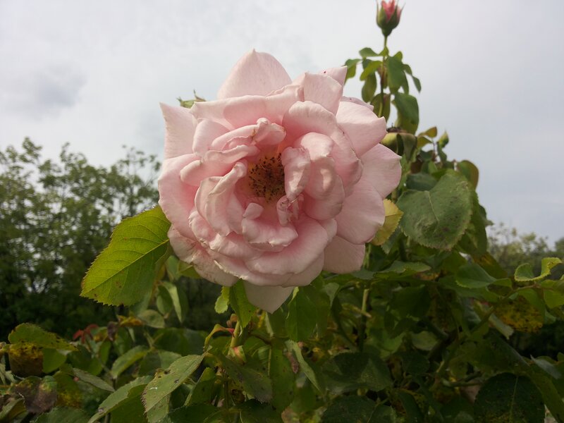 Pink Rose in Bloom — Calm, Spring, Photograph, Bud, Leaves