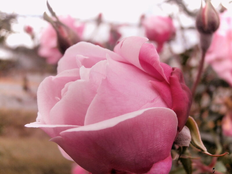 Pink Rose in Bloom — Calm, Spring, Photograph, Bud