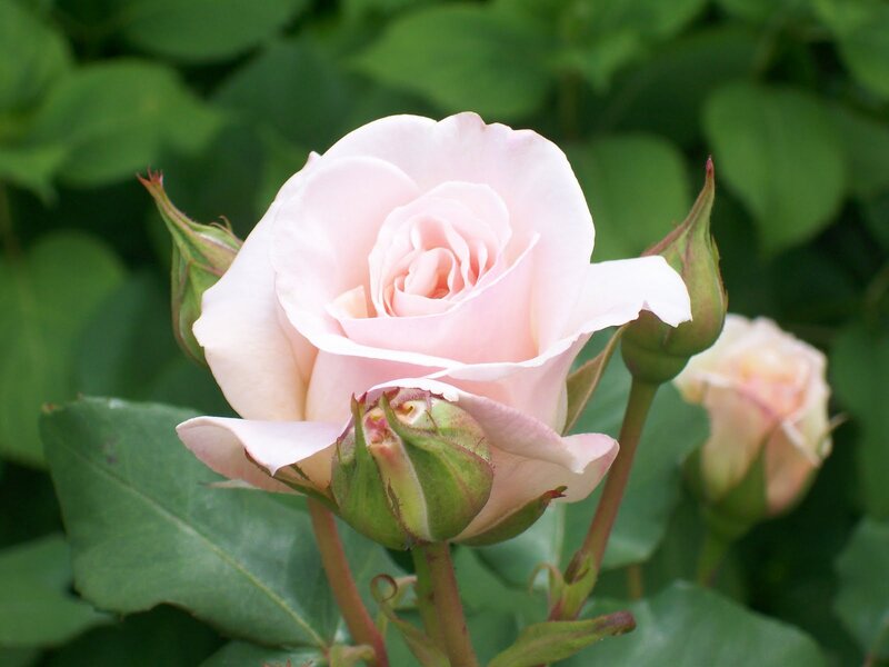 Pink Rose in Bloom — Calm, Spring, Photograph, Buds, Leaves, Stem