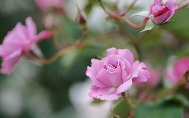 Pink Rose in Bloom — Calm, Spring, Photograph, Buds, Leaves