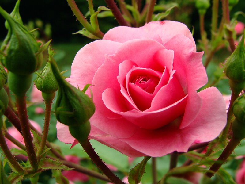 Pink Rose in Bloom — Calm, Spring, Photograph, Buds, Stems