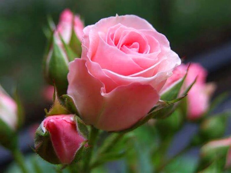 Pink Rose in Bloom — Calm, Spring, Photograph, Buds