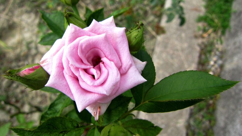 Pink Rose in Bloom — Calm, Spring, Photograph, Green Leaves, Bud