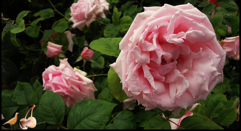Pink Rose in Bloom — Calm, Spring, Photograph, Green Leaves, Flower Buds