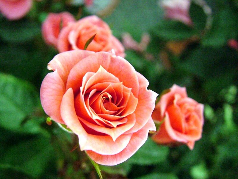 Pink Rose in Bloom — Calm, Spring, Photograph, Green Leaves, Green