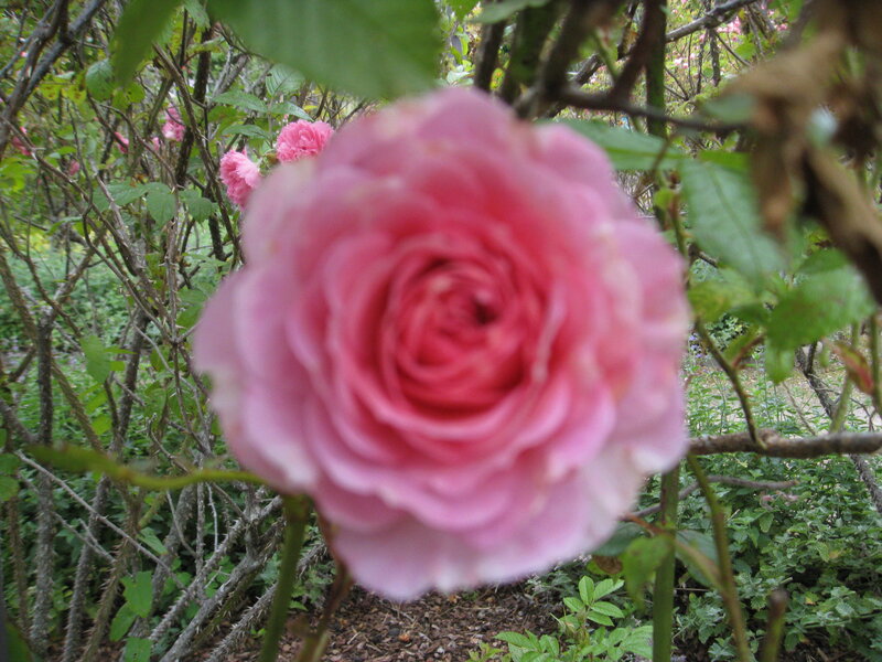Pink Rose in Bloom — Calm, Spring, Photograph, Leaves