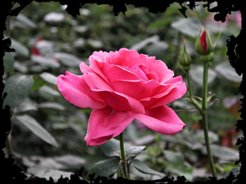 Pink Rose in Bloom — Calm, Spring, Photograph, Rose Bud
