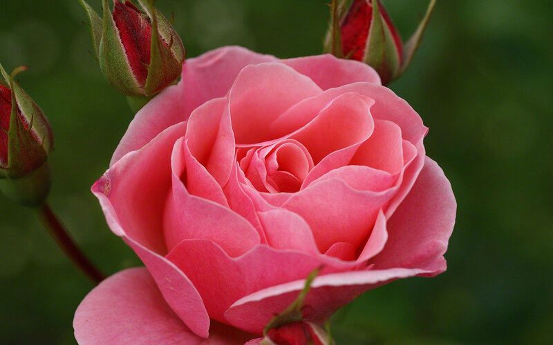 Pink Rose in Bloom — Calm, Spring, Photograph, Rose Buds