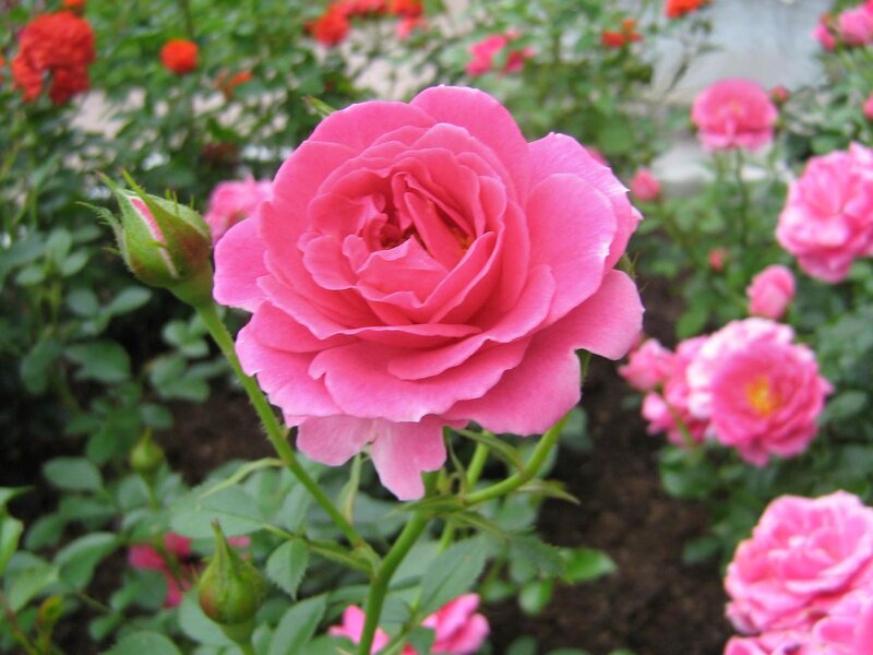 Pink Rose in Bloom — Calm, Spring, Photograph, Rosebud