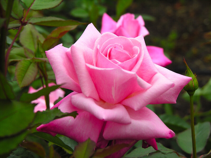 Pink Rose in Bloom — Calm, Spring