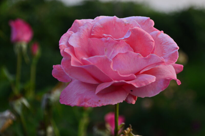 Pink Rose in Bloom — Calm, Sunset