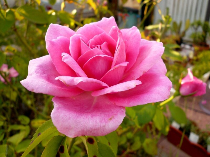 Pink Rose in Bloom — Calm