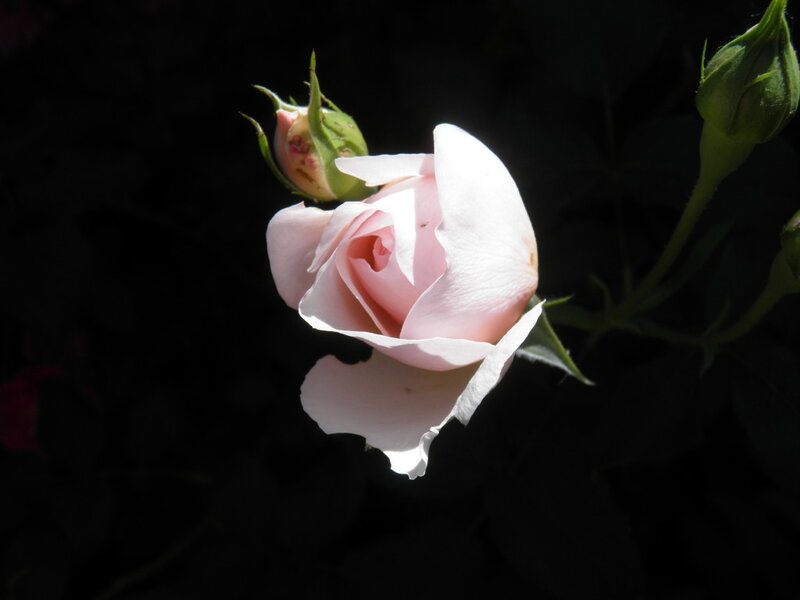 Pink Rose in Bloom — Dramatic, Afternoon, Photograph, Bud