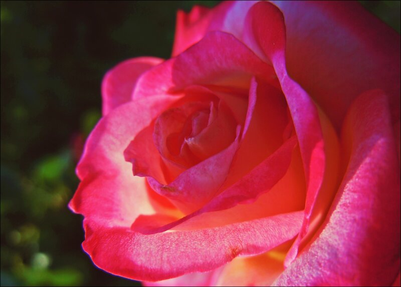 Pink Rose in Bloom — Dramatic, Afternoon, Photograph