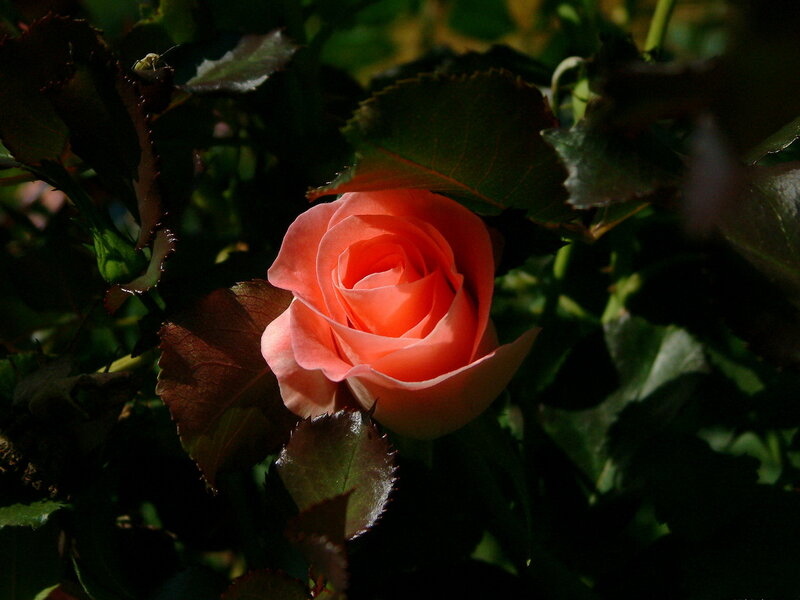 Pink Rose in Bloom — Dramatic, Afternoon