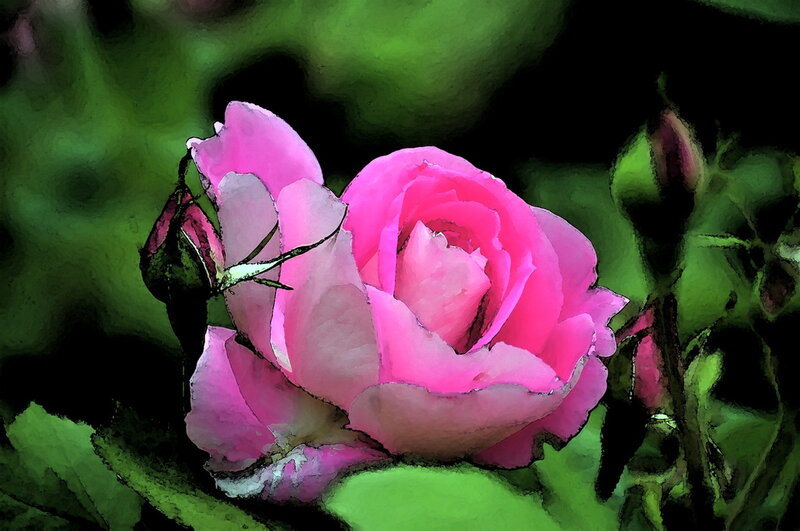 Pink Rose in Bloom — Dramatic, Digital Art