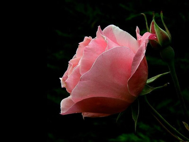 Pink Rose in Bloom — Dramatic, Night