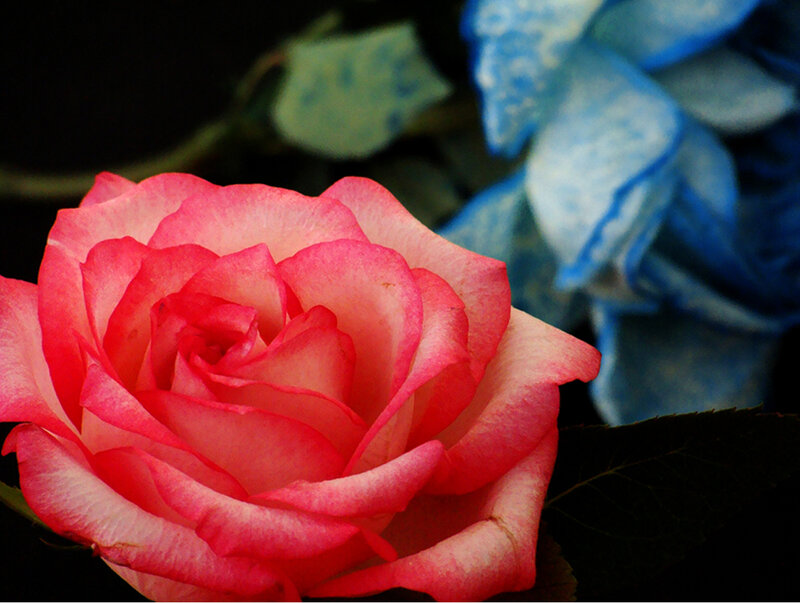 Pink Rose in Bloom — Dramatic, Photograph, Blue Hydrangea