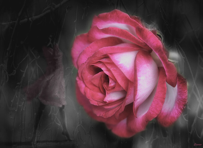 Pink Rose in Bloom — Dramatic, Photograph, Branches