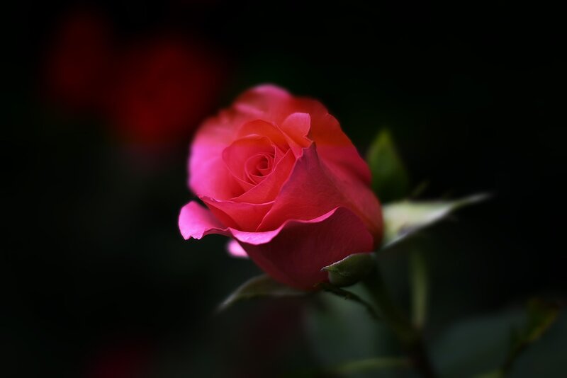 Pink Rose in Bloom — Dramatic, Photograph, Bud, Stem