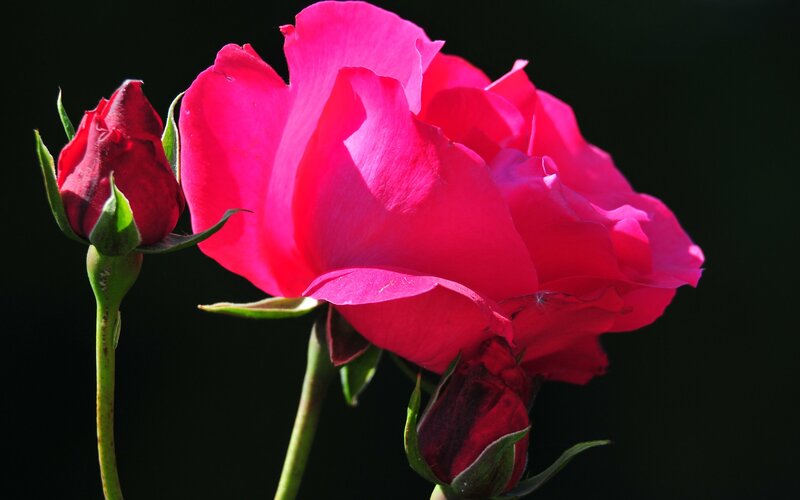 Pink Rose in Bloom — Dramatic, Photograph, Bud