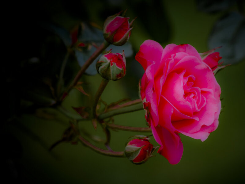 Pink Rose in Bloom — Dramatic, Photograph, Buds