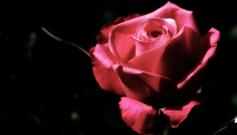 Pink Rose in Bloom — Dramatic, Photograph, Dark Background
