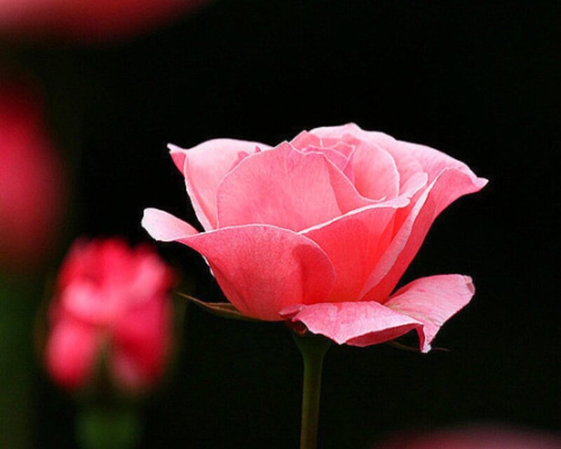 Pink Rose in Bloom — Dramatic, Photograph, Flower, Stem