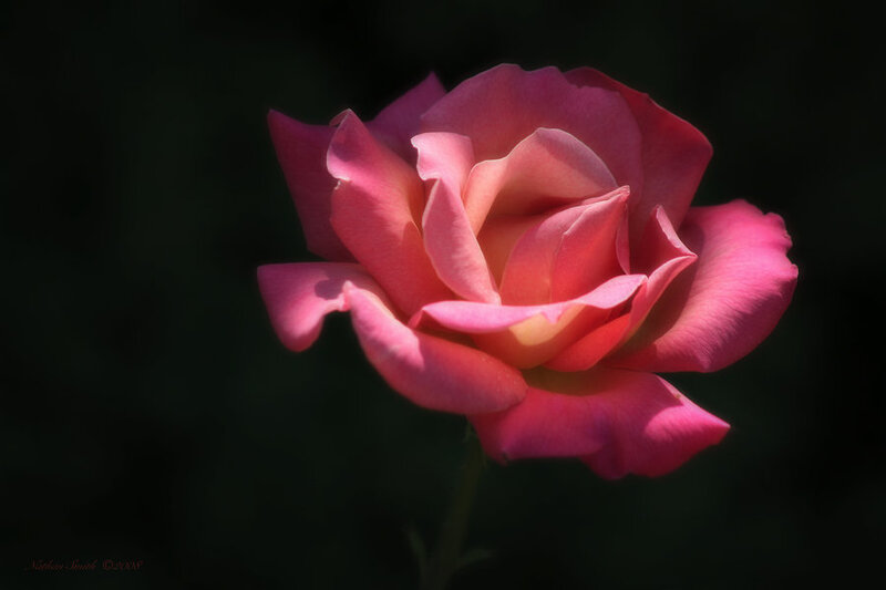 Pink Rose in Bloom — Dramatic, Photograph, Flower