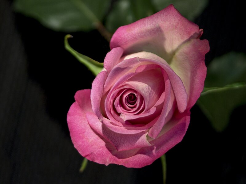 Pink Rose in Bloom — Dramatic, Photograph, Green Leaf